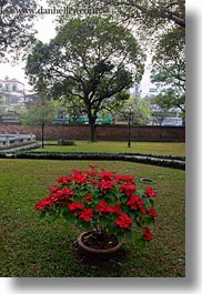 images/Asia/Vietnam/Hanoi/ConfucianTempleLiterature/Gardens/red-poinsettia-1.jpg
