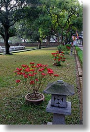 asia, confucian temple literature, gardens, hanoi, poinsettia, red, vertical, vietnam, photograph