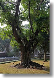 images/Asia/Vietnam/Hanoi/ConfucianTempleLiterature/Gardens/tree.jpg