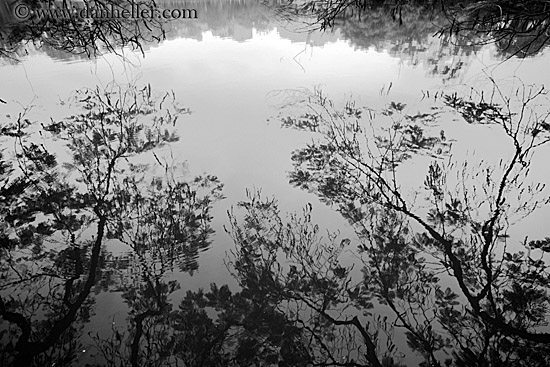 branches-n-water-reflection-3-bw.jpg