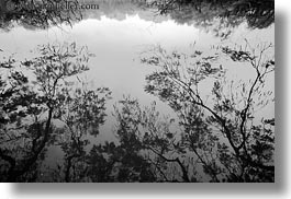 asia, black and white, branches, hanoi, horizontal, lakes, reflections, vietnam, water, photograph