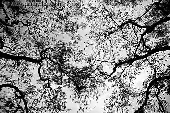 branches-n-water-reflection-4-bw.jpg