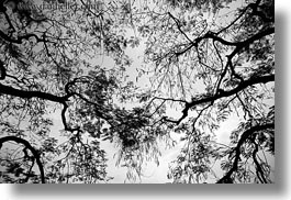asia, black and white, branches, hanoi, horizontal, lakes, reflections, vietnam, water, photograph