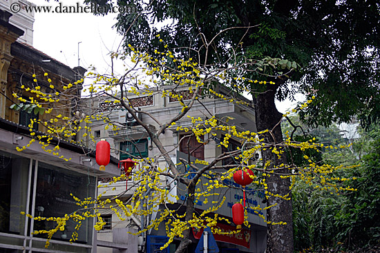 red-lanterns-n-green-tree.jpg