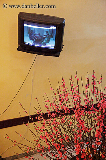 television-n-red-plant.jpg