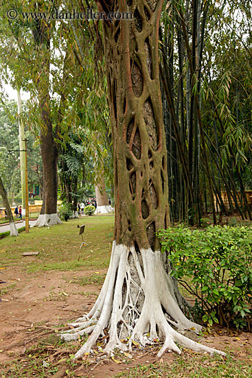 vine-roots-wrapping-tree-1.jpg