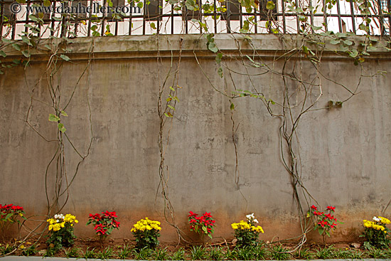 flowers-n-concrete-wall-1.jpg