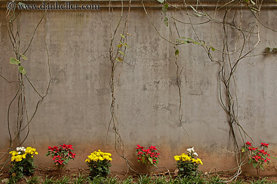flowers-n-concrete-wall-2.jpg