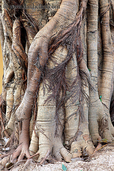 bodhi-tree-roots-1.jpg
