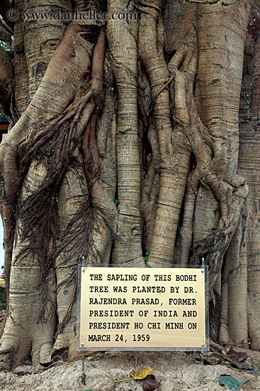 bodhi-tree-roots-2.jpg