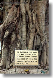 asia, bodhi, hanoi, roots, tran quoc pagoda, trees, vertical, vietnam, photograph