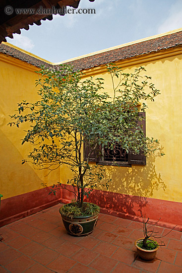 trees-in-yellow-courtyard.jpg