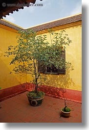 asia, courtyard, hanoi, tran quoc pagoda, trees, vertical, vietnam, yellow, photograph