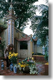 asia, flowers, hanoi, tran quoc pagoda, vertical, vietnam, womens, photograph