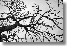 images/Asia/Vietnam/Hanoi/TreeBranches/tree-branch-abstracts-01.jpg