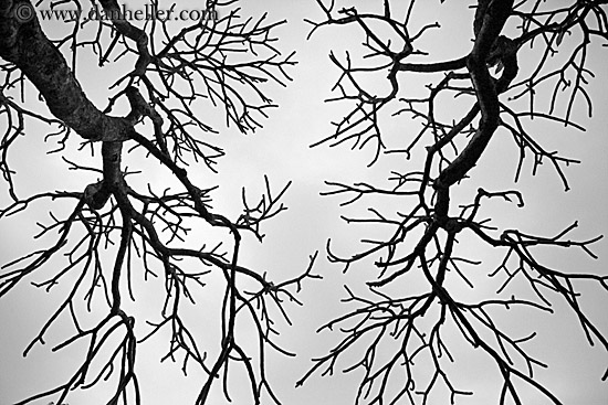 tree-branch-abstracts-02.jpg