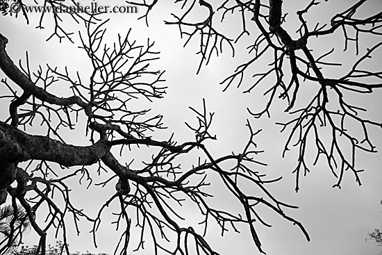 tree-branch-abstracts-03.jpg