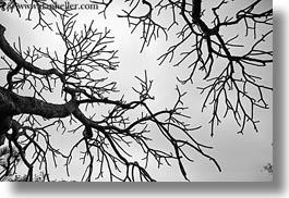 images/Asia/Vietnam/Hanoi/TreeBranches/tree-branch-abstracts-03.jpg