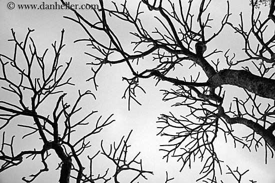 tree-branch-abstracts-04.jpg
