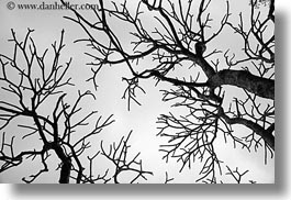 abstracts, asia, black and white, branches, hanoi, horizontal, tree branches, trees, vietnam, photograph