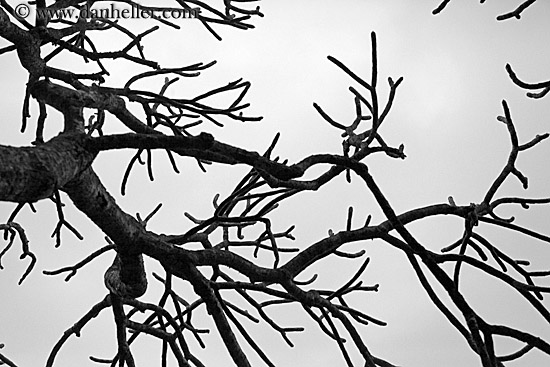 tree-branch-abstracts-06.jpg