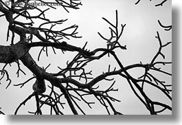 images/Asia/Vietnam/Hanoi/TreeBranches/tree-branch-abstracts-06.jpg