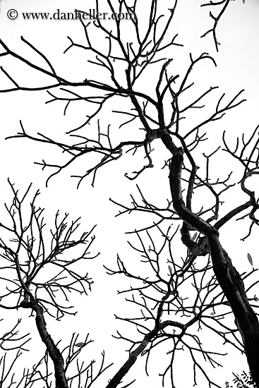 tree-branch-abstracts-09.jpg