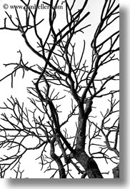 abstracts, asia, black and white, branches, hanoi, tree branches, trees, vertical, vietnam, photograph