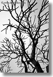 images/Asia/Vietnam/Hanoi/TreeBranches/tree-branch-abstracts-11.jpg