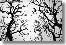 abstracts, asia, black and white, branches, hanoi, horizontal, tree branches, trees, vietnam, photograph