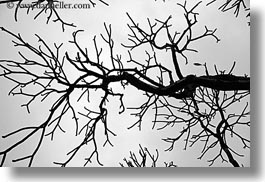images/Asia/Vietnam/Hanoi/TreeBranches/tree-branch-abstracts-13.jpg