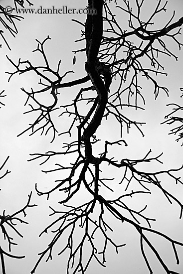 tree-branch-abstracts-14.jpg
