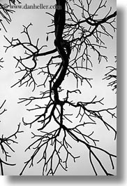 images/Asia/Vietnam/Hanoi/TreeBranches/tree-branch-abstracts-14.jpg