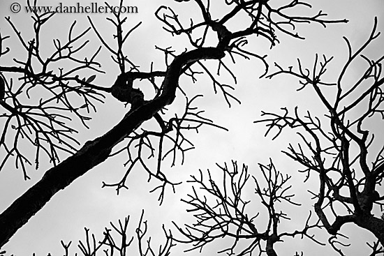 tree-branch-abstracts-15.jpg