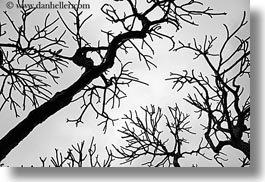images/Asia/Vietnam/Hanoi/TreeBranches/tree-branch-abstracts-15.jpg