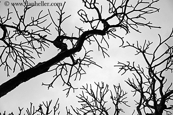 tree-branch-abstracts-16.jpg