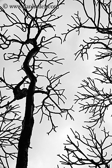 tree-branch-abstracts-17.jpg