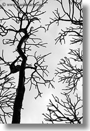 images/Asia/Vietnam/Hanoi/TreeBranches/tree-branch-abstracts-17.jpg