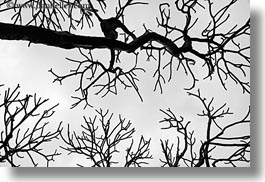 images/Asia/Vietnam/Hanoi/TreeBranches/tree-branch-abstracts-18.jpg