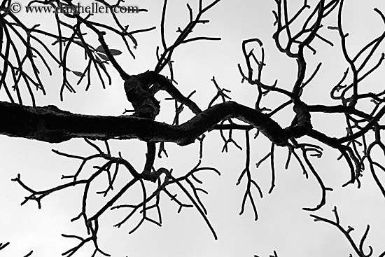 tree-branch-abstracts-19.jpg
