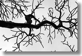 images/Asia/Vietnam/Hanoi/TreeBranches/tree-branch-abstracts-19.jpg