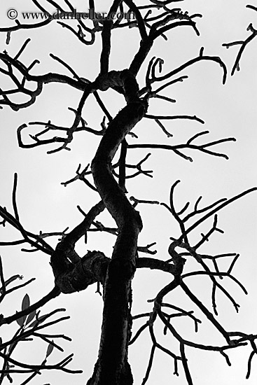 tree-branch-abstracts-20.jpg