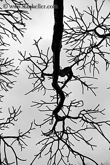 tree-branch-abstracts-21.jpg