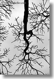 images/Asia/Vietnam/Hanoi/TreeBranches/tree-branch-abstracts-21.jpg