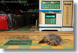 asia, dogs, hoi an, horizontal, mat, vietnam, welcome, photograph