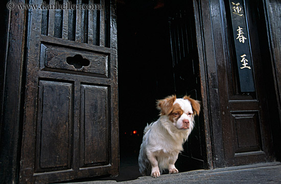 little-dog-in-doorway.jpg