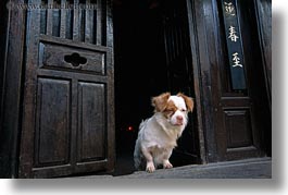 images/Asia/Vietnam/HoiAn/Misc/little-dog-in-doorway.jpg