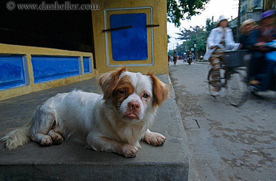 little-dog-n-biker.jpg