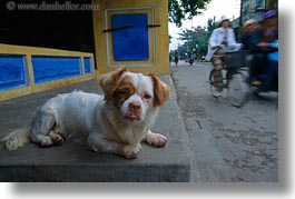 asia, bikers, dogs, hoi an, horizontal, little, vietnam, photograph