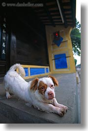 asia, dogs, hoi an, little, stretching, vertical, vietnam, photograph